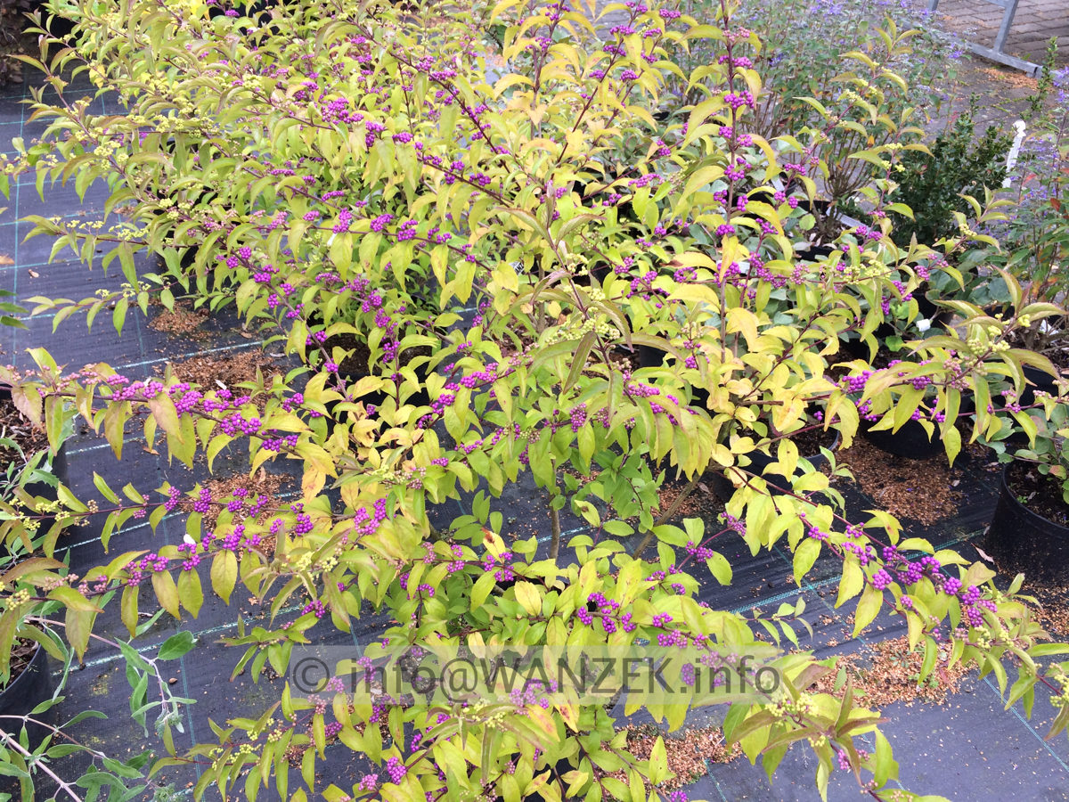 Callicarpa dichotoma Issai Sol Beeren+beginnende Herbstfaerbung 01.JPG